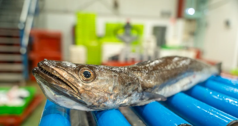 Pack de Pescado Salvaje (Rape y Merluza)