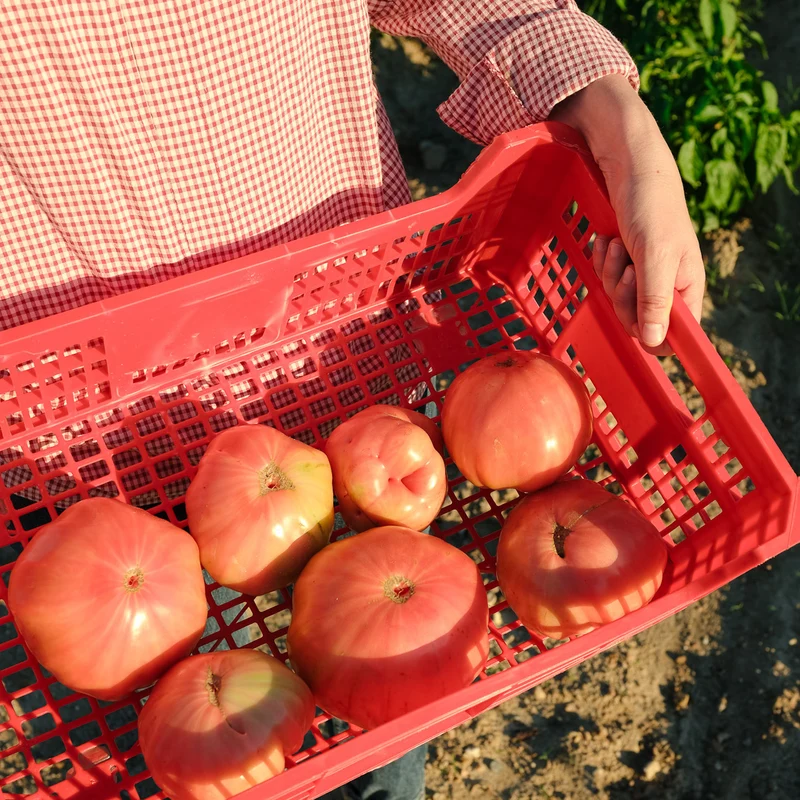 Tomate Rosa ecológico - 500g