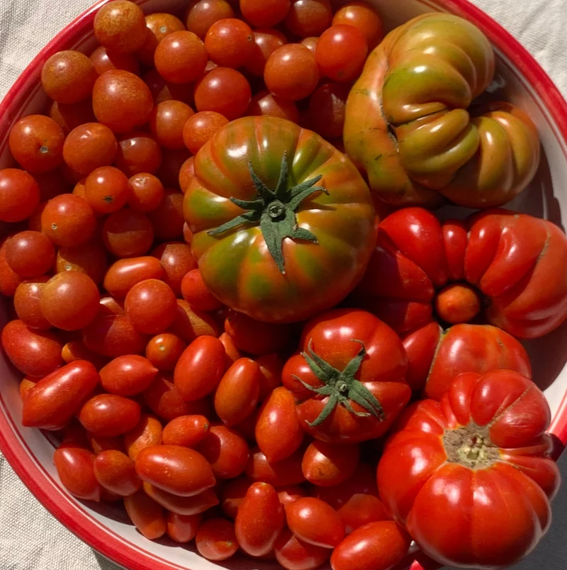 Tomate de invierno ecológico - 500g