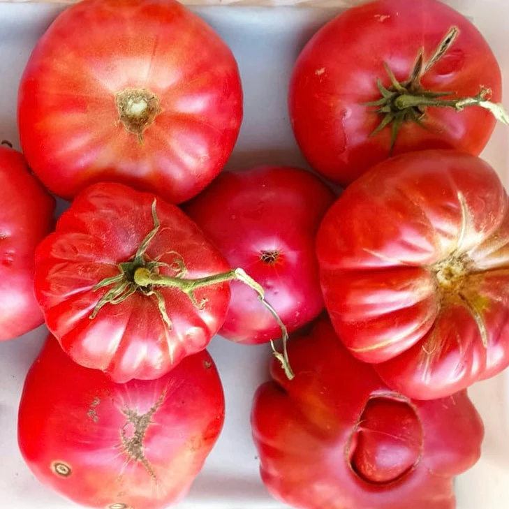 Tomate del Terreno ecológico - 1 unidad.