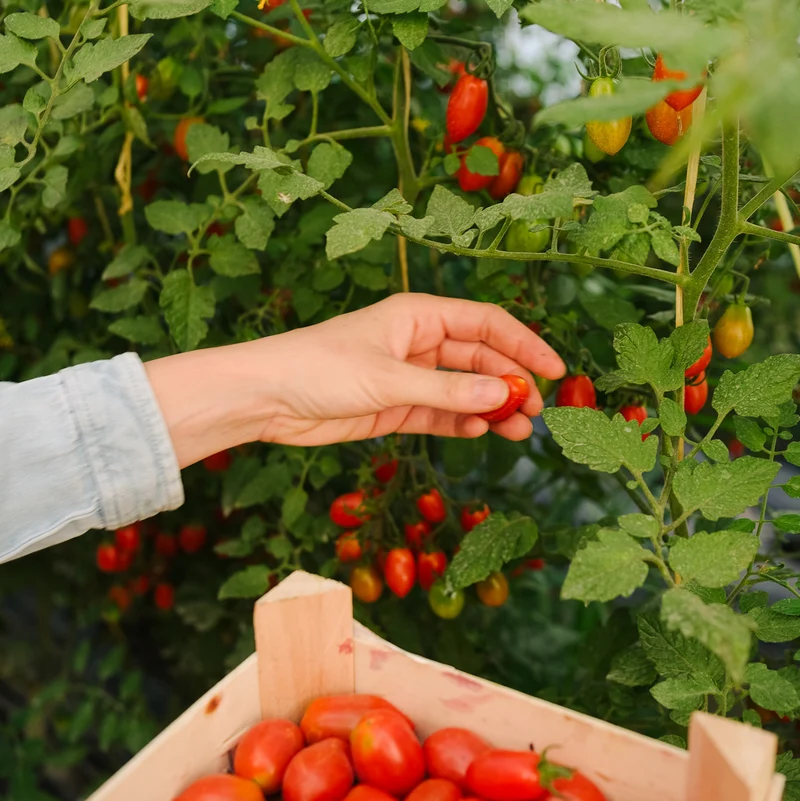 Tomate Cherry Lobello ecológico - 500g