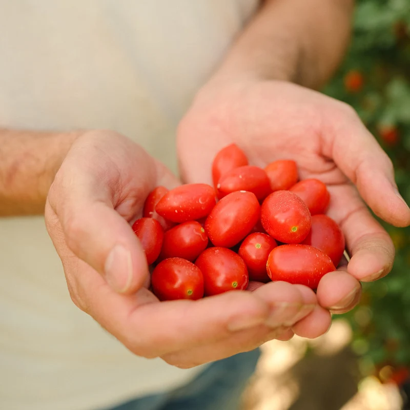 Tomate Cherry Lobello ecológico - 500g